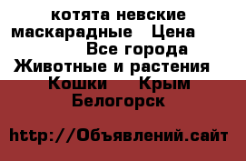 котята невские маскарадные › Цена ­ 18 000 - Все города Животные и растения » Кошки   . Крым,Белогорск